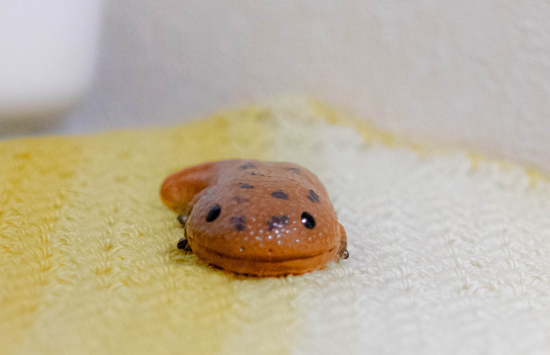 てのりフレンズ　オオサンショウウオ