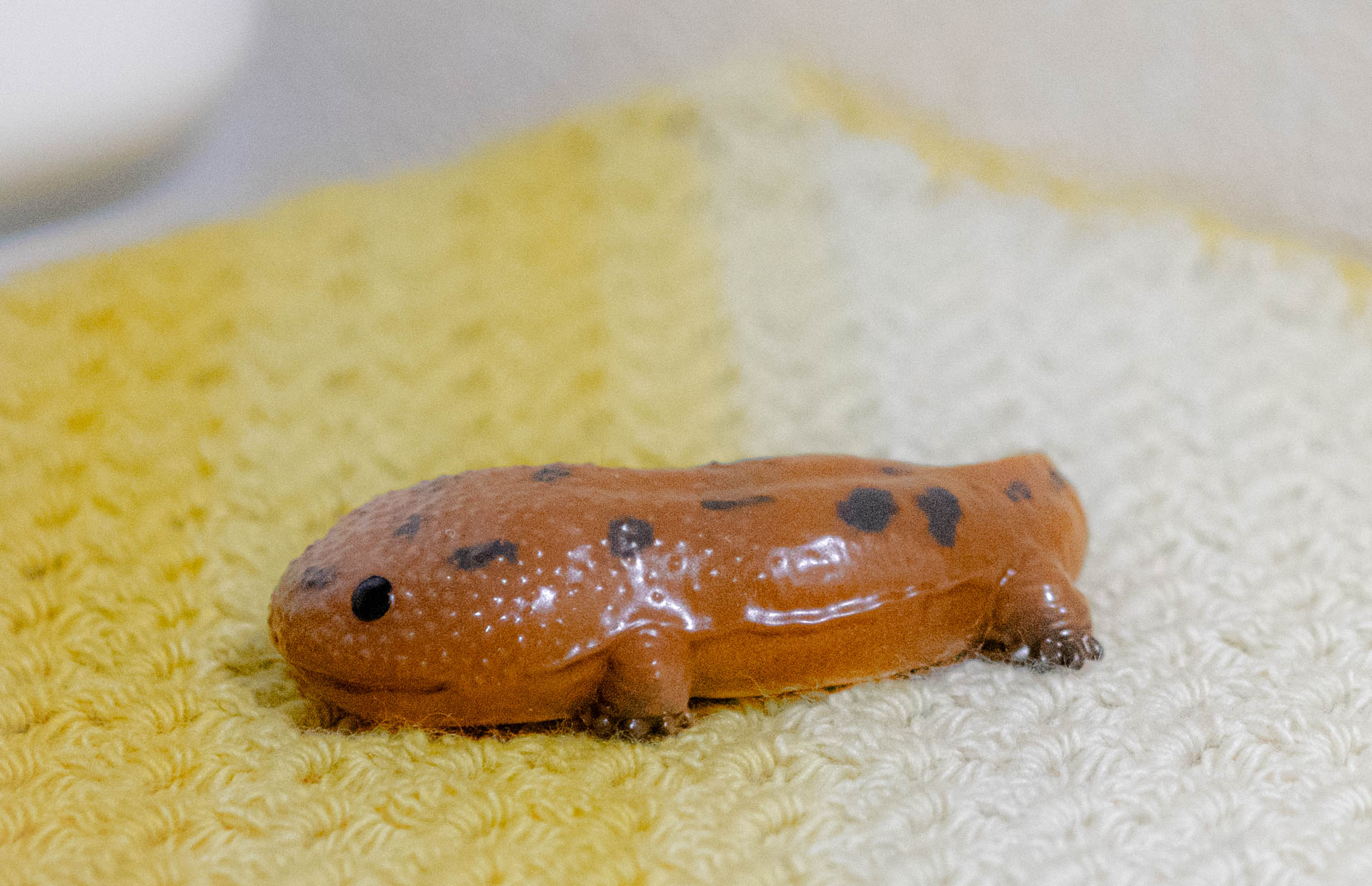 てのりフレンズ　オオサンショウウオ