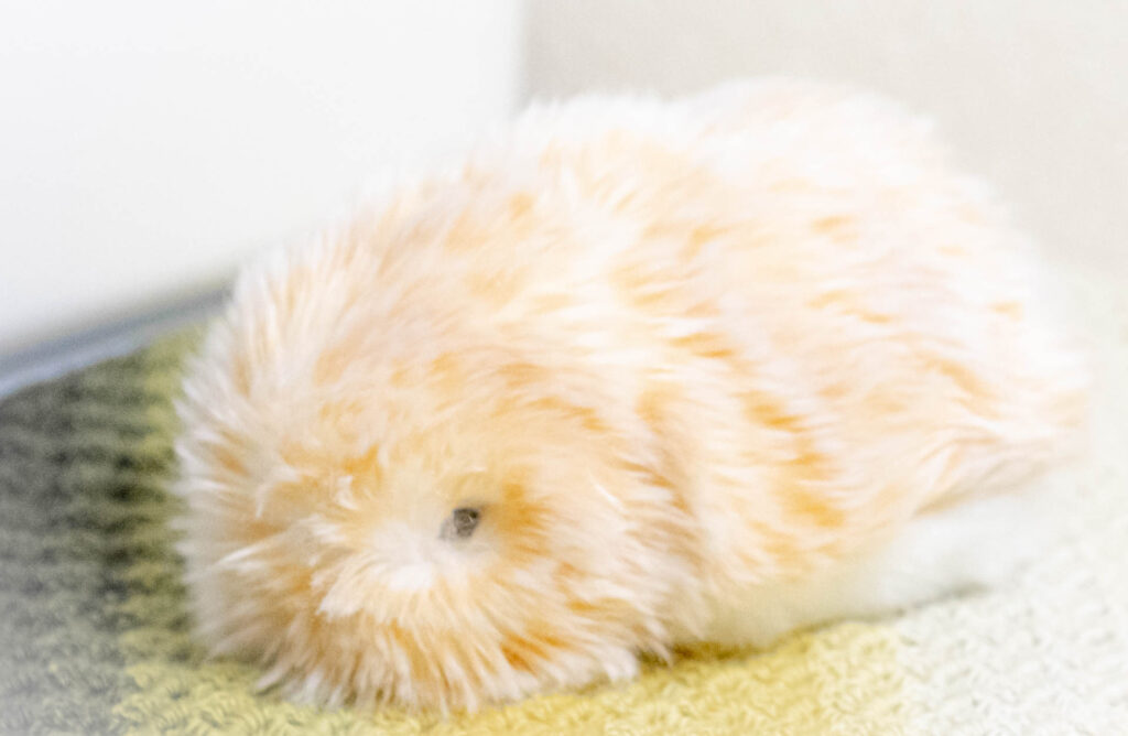 モフリン　ゴールド