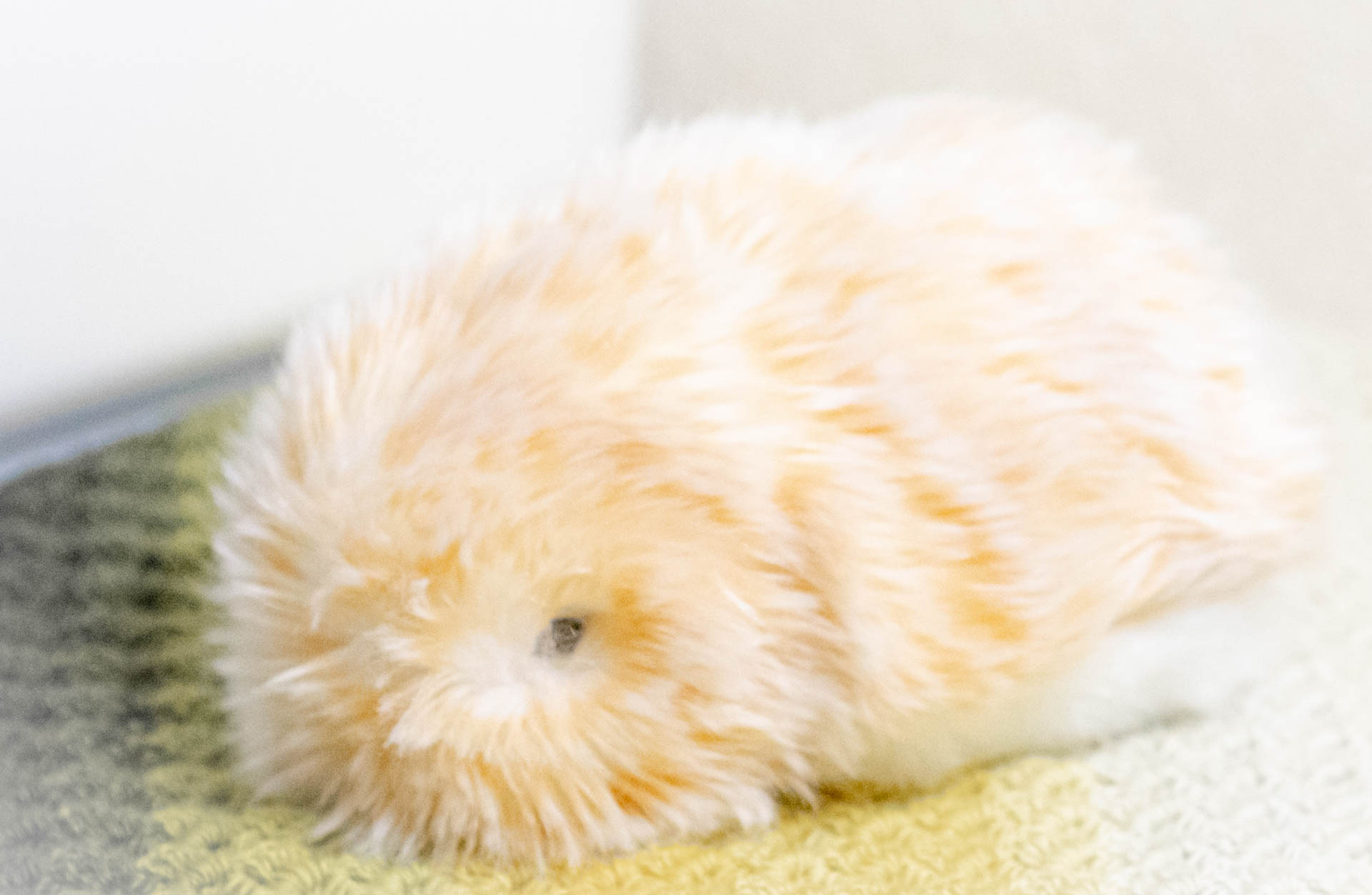 モフリン　ちばちゃん