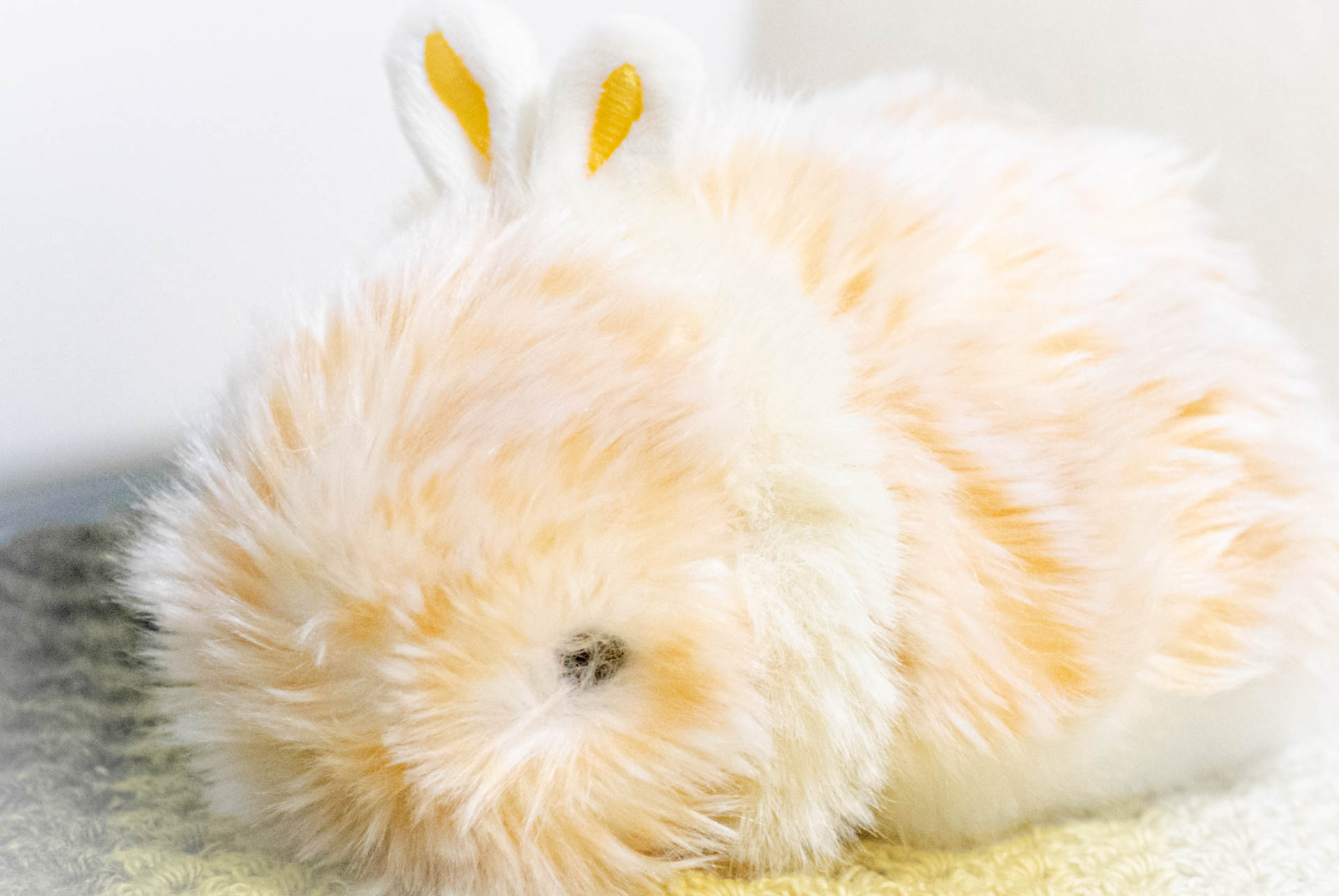 もふりん　ちばちゃん