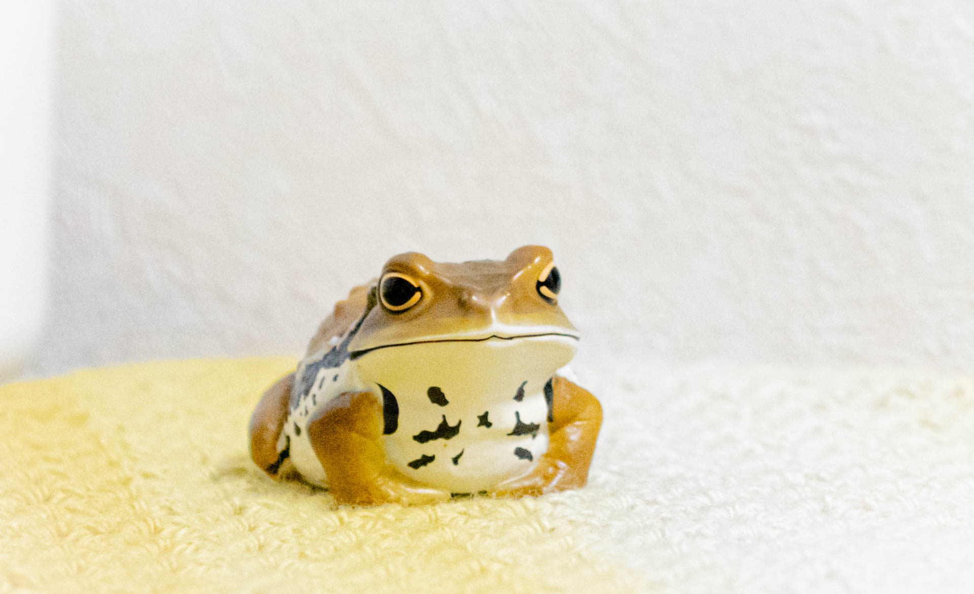 てのりフレンズ カエル ヒキガエル