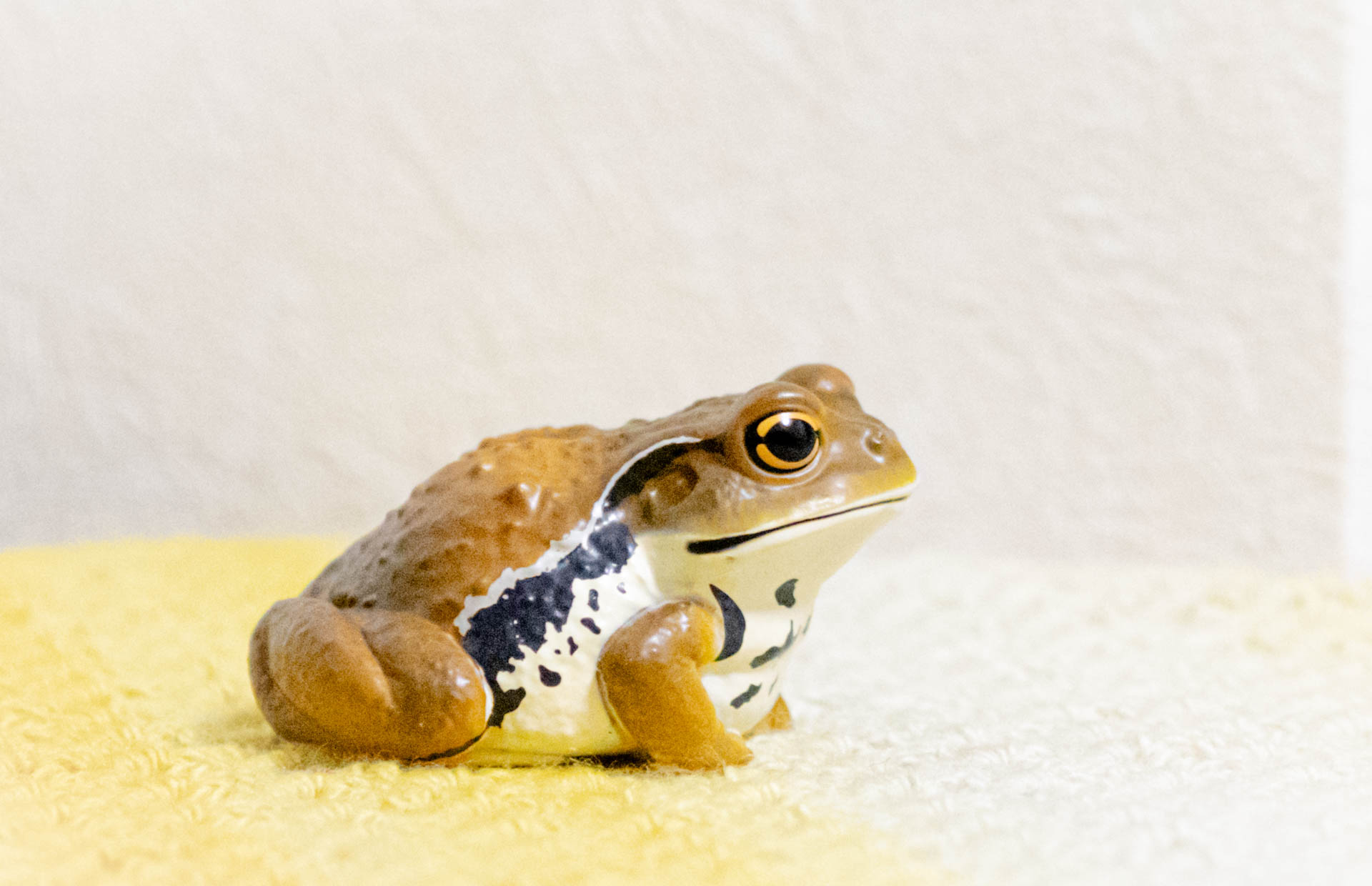 てのりフレンズ　カエル　ヒキガエル