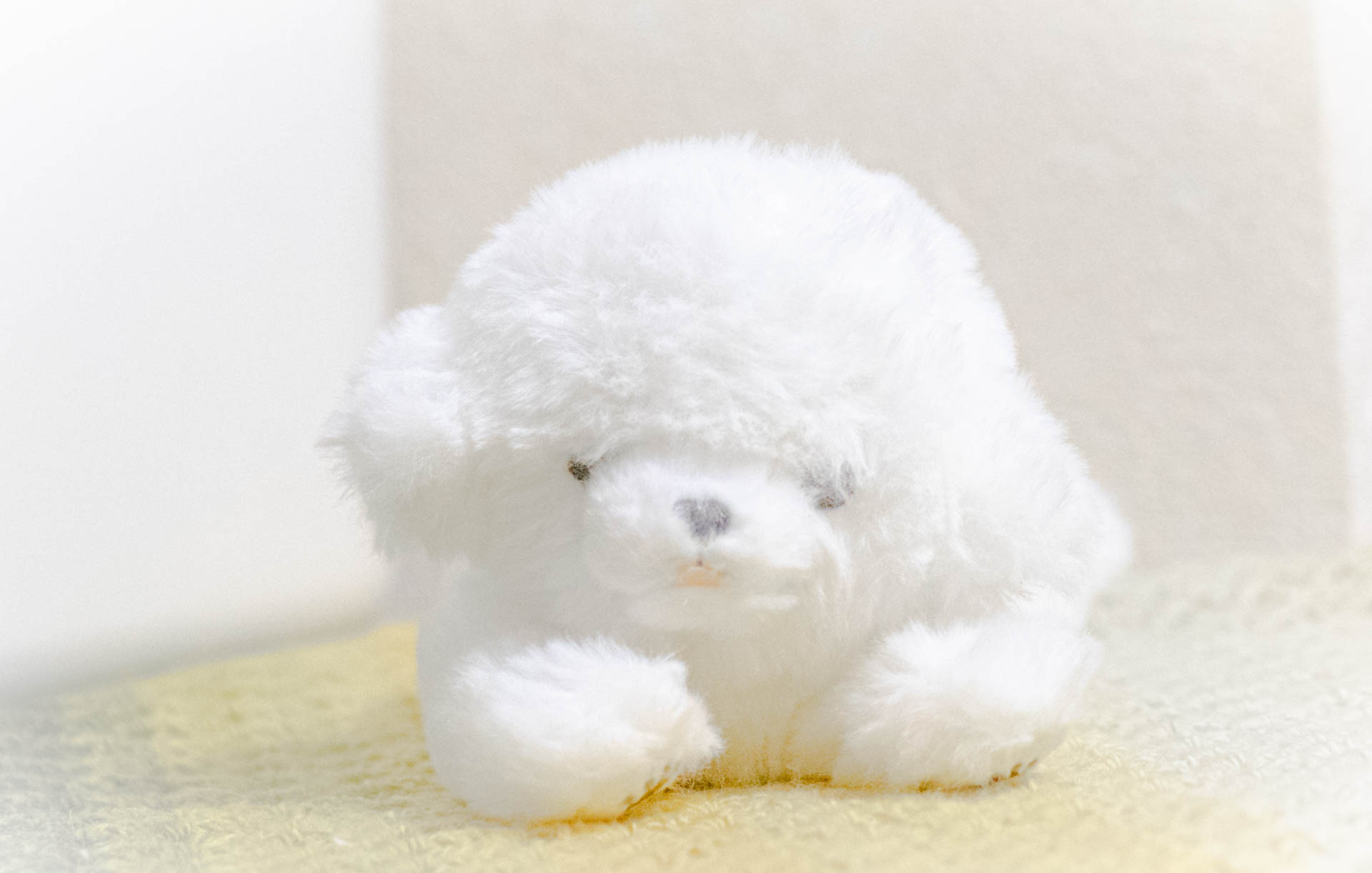 くたっとびより　ビションフリーゼ