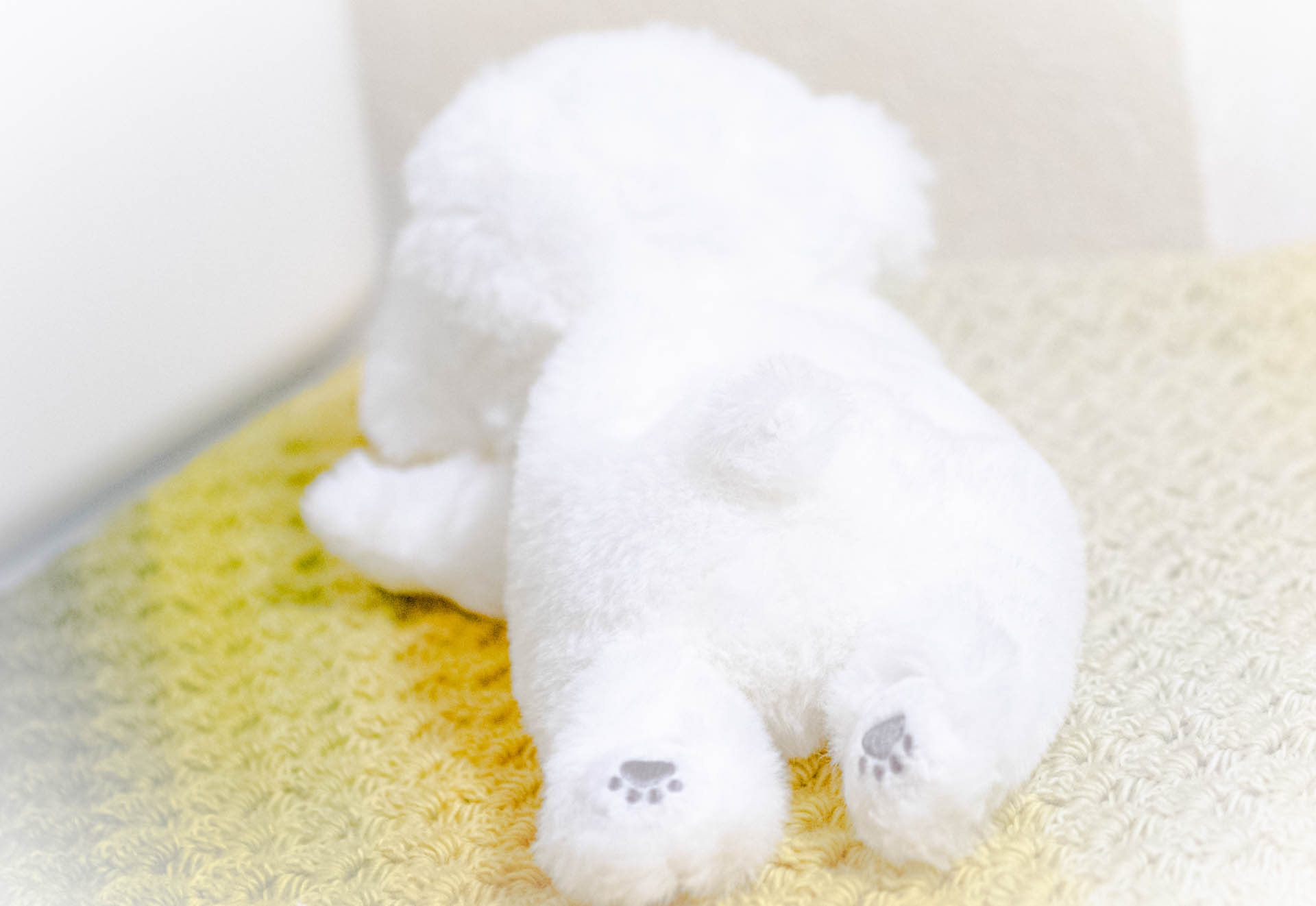 くたっとびより　ビションフリーゼ