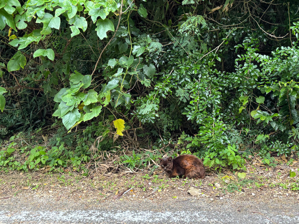 竹富島　猫