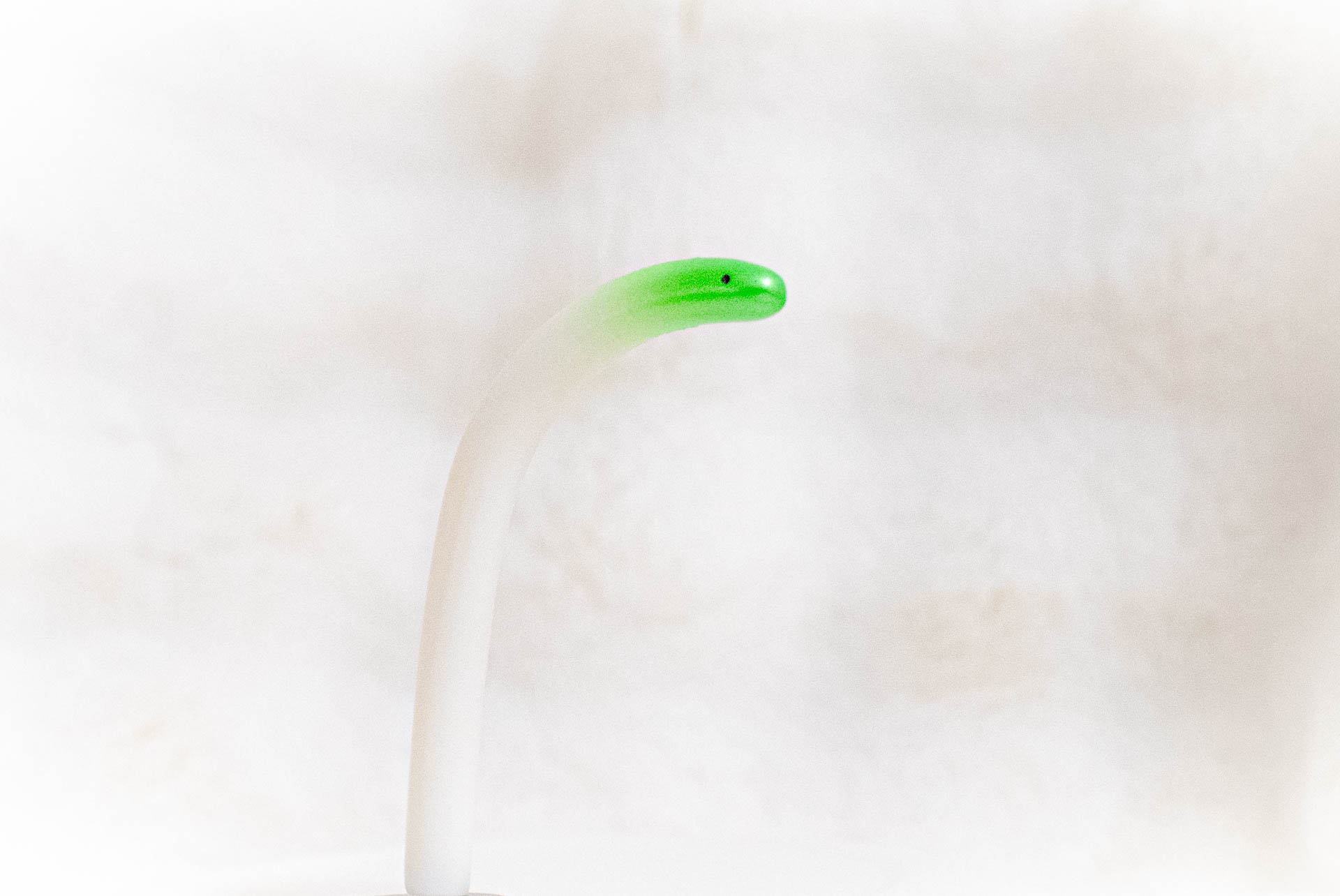 ネギチンアナゴ