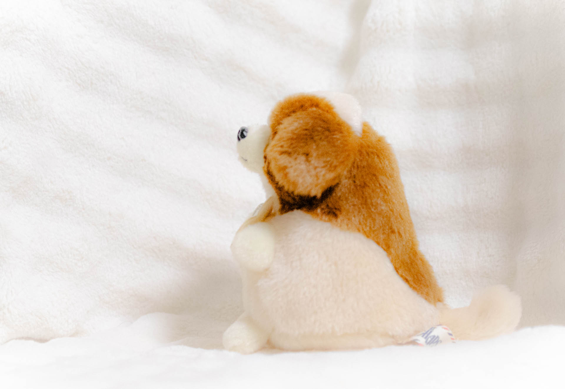 B.T.Chaps　ぬいぐるみ　コッカースパニエル