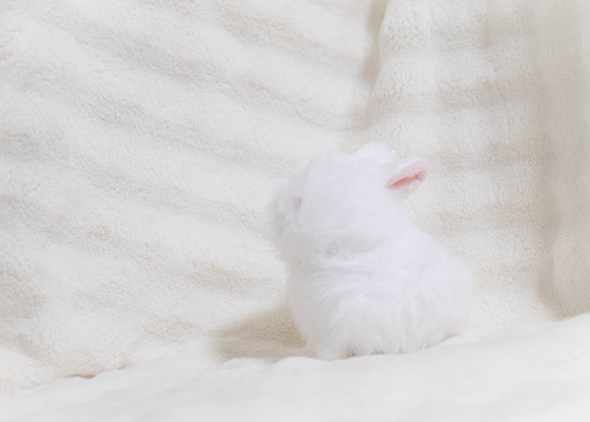 わたぽ　内藤デザイン　ゆきうさぎ